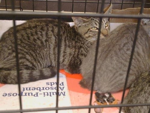 A926859 - Domestic Short Hair available for adoption