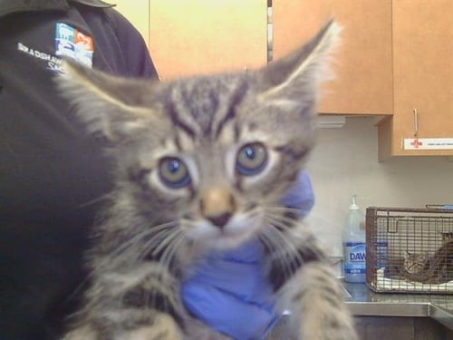 A929093 - Domestic Short Hair available for adoption