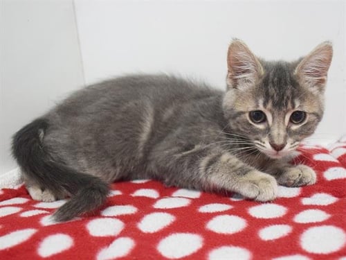*ANASTASIA - Domestic Short Hair available for adoption