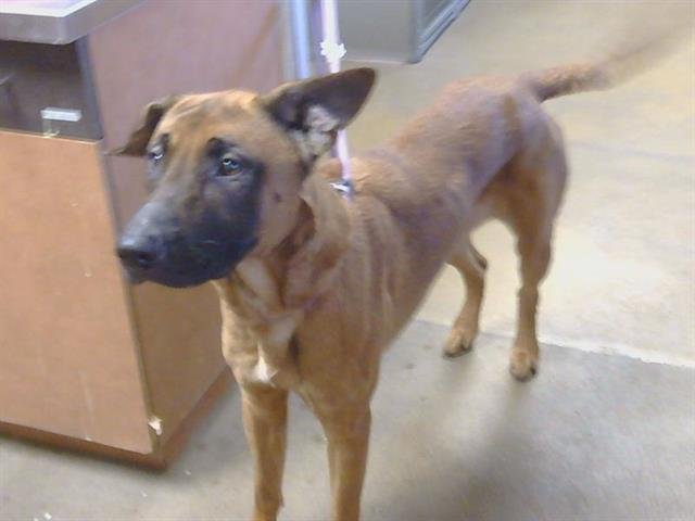 BENTLY - German Shepherd Dog available for adoption