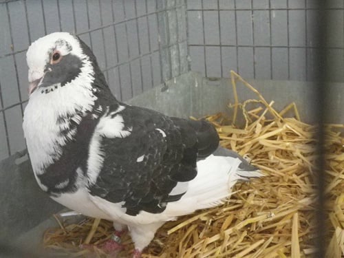 *FLEETWOD PIDGE - Pigeon available for adoption