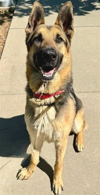 *REGGIE - Photo 1