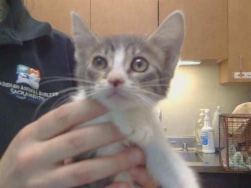 *TIFA - Domestic Short Hair available for adoption