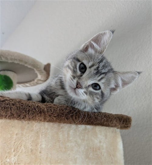 ANYA - Domestic Short Hair available for adoption