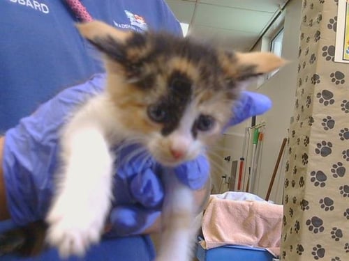 A927139 - Domestic Short Hair available for adoption