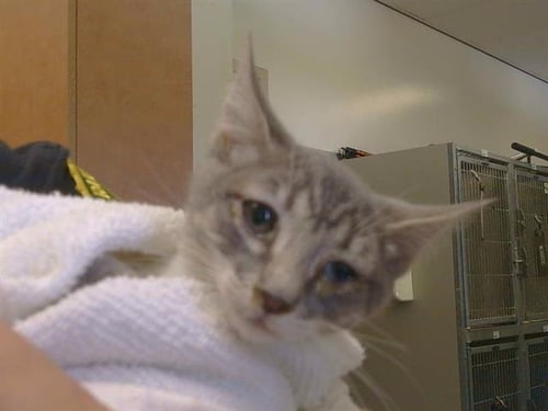 A924426 - Domestic Short Hair available for adoption
