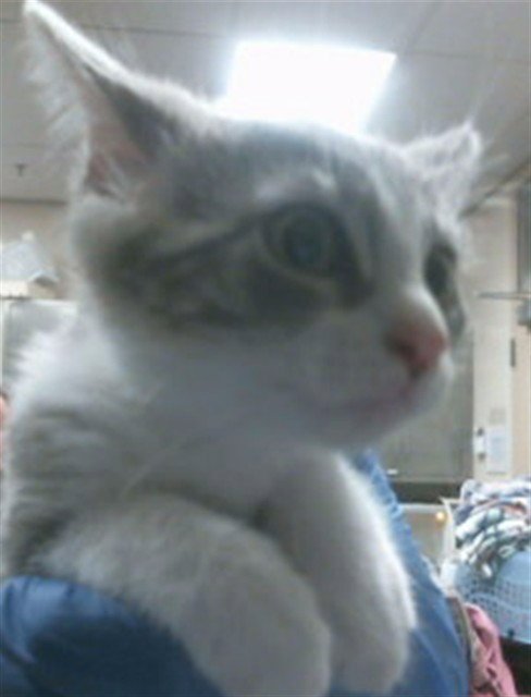 A920543 - Domestic Short Hair available for adoption