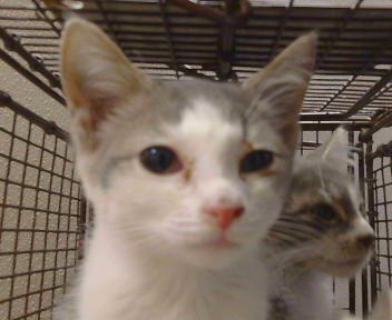 A924313 - Domestic Short Hair available for adoption