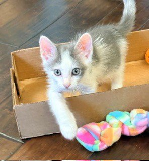 ACE - Domestic Short Hair available for adoption