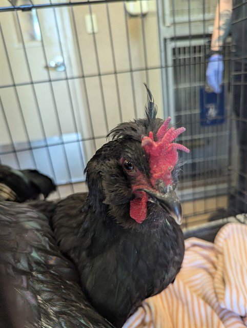 A926511 - Chicken available for adoption