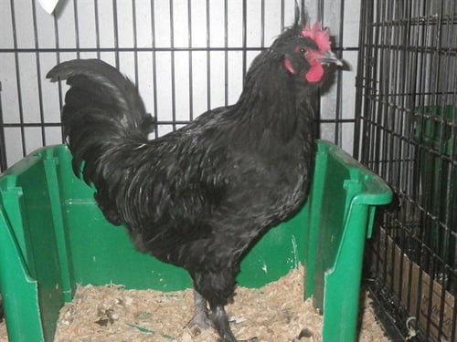 *ALFALFA - Chicken available for adoption