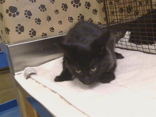 A925808 - Domestic Medium Hair available for adoption