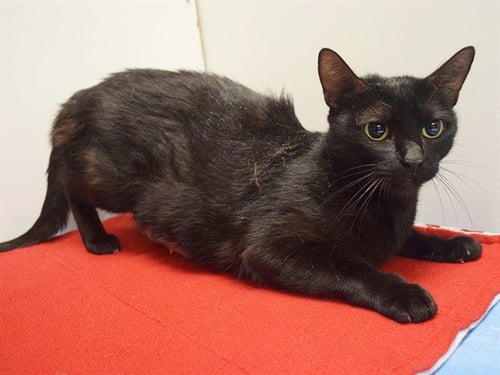 *DOREEN - Domestic Short Hair available for adoption
