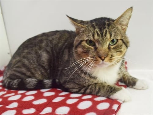 *DALE - Domestic Short Hair available for adoption