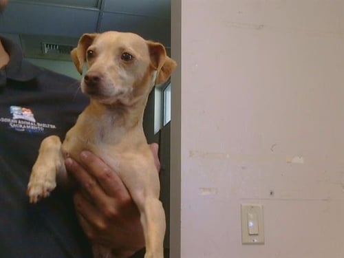 OSCAR - Chihuahua available for adoption