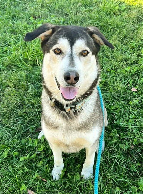 *JOAQUIN - Siberian Husky available for adoption