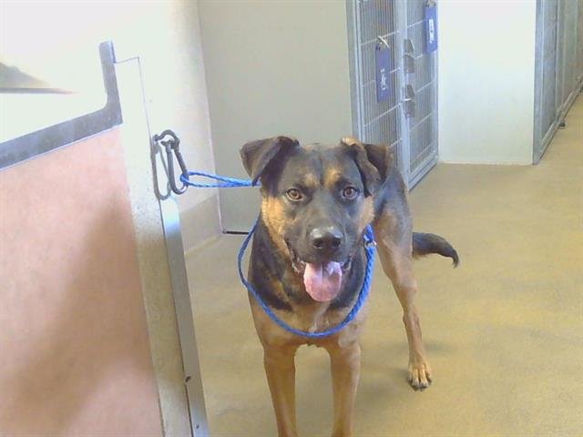 AQUAMARINE - German Shepherd Dog available for adoption