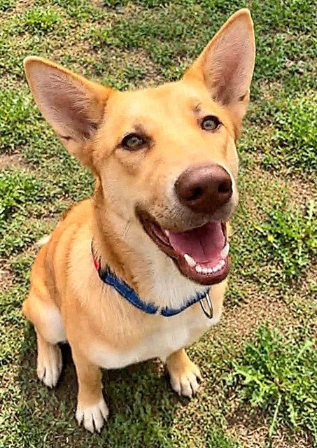*TAMAGOTCHI - Carolina Dog available for adoption