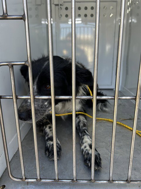 QUINCY - Border Collie available for adoption