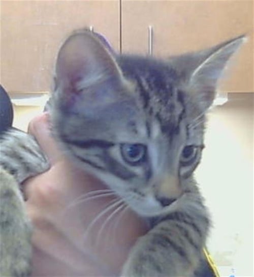*FELIX - Domestic Short Hair available for adoption
