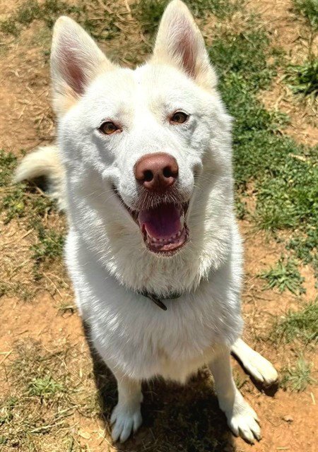 CARLOS - Siberian Husky available for adoption