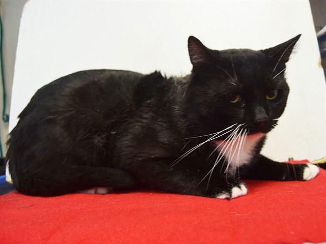 *GENERAL WHISKERS - Domestic Short Hair available for adoption