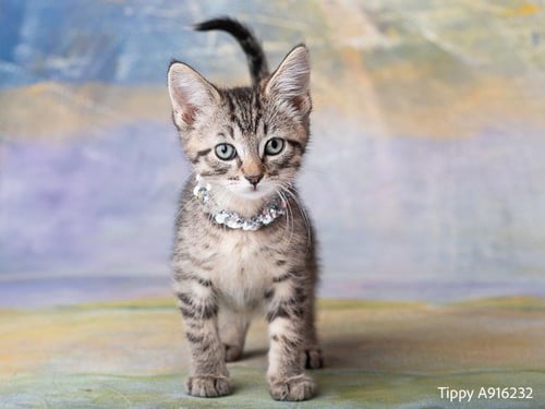 TIPPY - Domestic Short Hair available for adoption