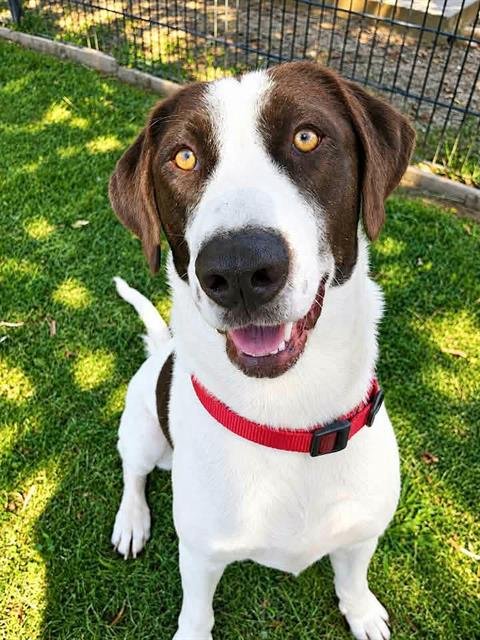 ABBY - Labrador Retriever / German Shorthaired Pointer available for adoption