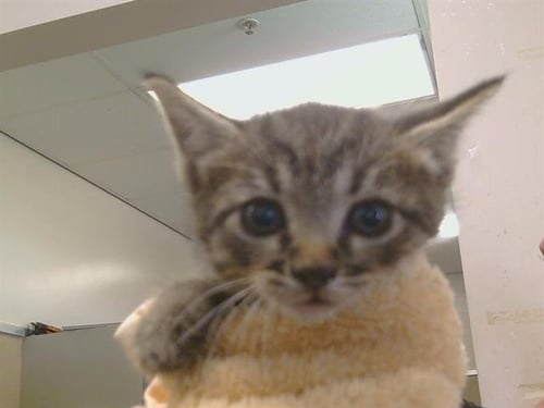 A925478 - Domestic Short Hair available for adoption