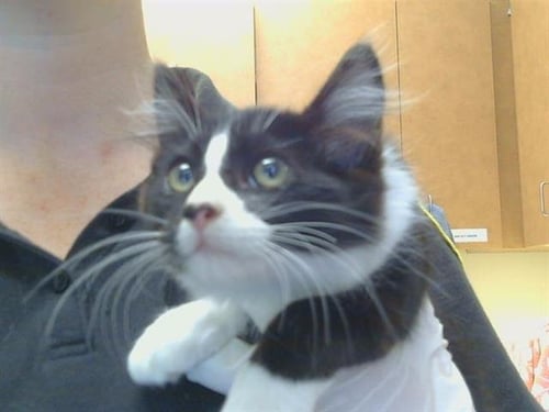A924772 - Domestic Short Hair available for adoption