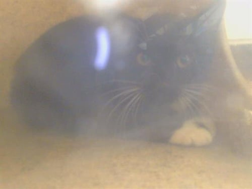 A923460 - Domestic Short Hair available for adoption