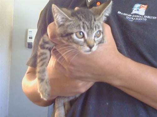 A923095 - Domestic Short Hair available for adoption