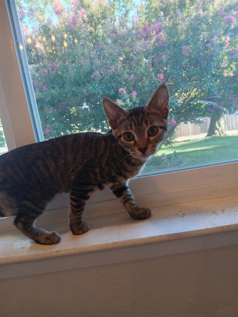 A923095 - Domestic Short Hair available for adoption