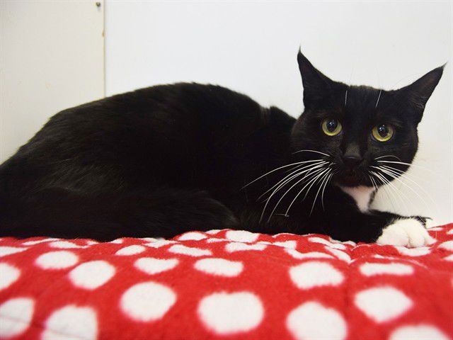 BOOTS - Domestic Short Hair available for adoption