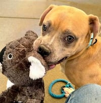 ROO - Photo 1
