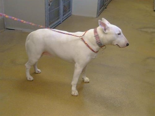 JILL - Bull Terrier available for adoption