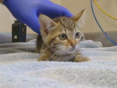 *PLUM - Domestic Short Hair available for adoption
