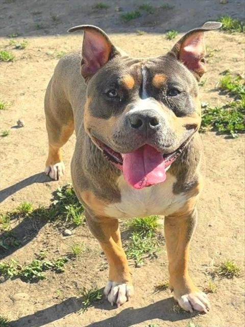 *CARMEL APPLEPOP - Pit Bull Terrier available for adoption
