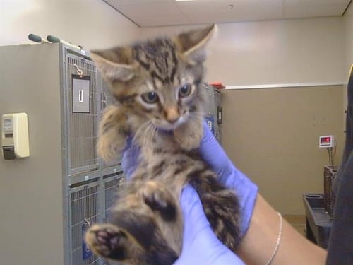 A929459 - Domestic Short Hair available for adoption