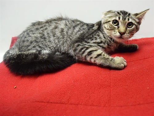 *BUCK - Domestic Short Hair available for adoption