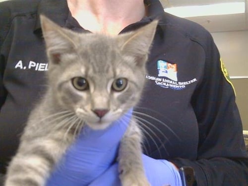 A927858 - Domestic Short Hair available for adoption
