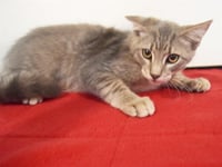 *PACO - Photo 1