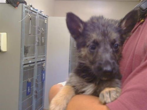 A925317 - German Shepherd Dog available for adoption