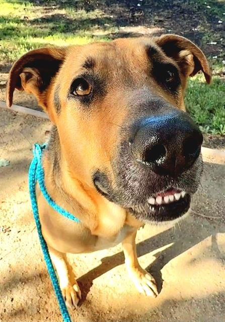 *ACORN - German Shepherd Dog available for adoption
