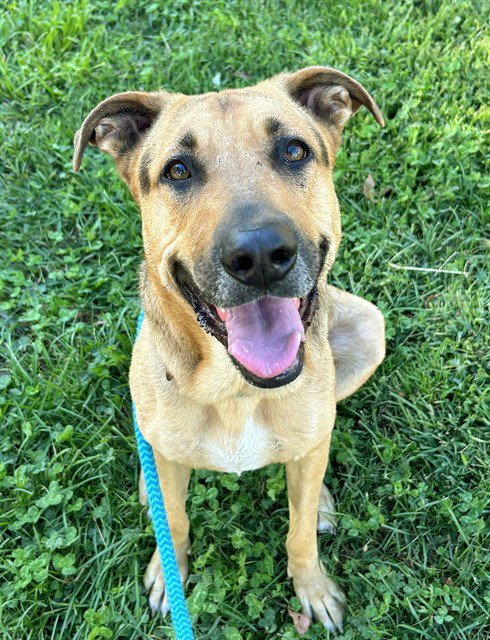 *ACORN - German Shepherd Dog available for adoption