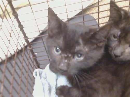 *SUNFLOWER - Domestic Short Hair for adoption in Elk Grove