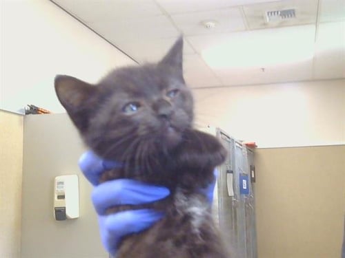 A928483 - Domestic Short Hair available for adoption