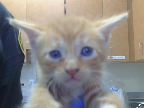 A926546 - Domestic Short Hair available for adoption
