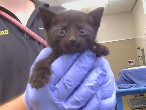 A926683 - Domestic Short Hair available for adoption