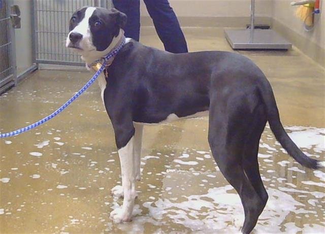 BLOSSOM - Pit Bull Terrier available for adoption